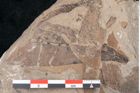 Foto (Detailansicht) von Diospyros sagoriana Ettingshausen (NHMW-GEO-2024-0188-8016)